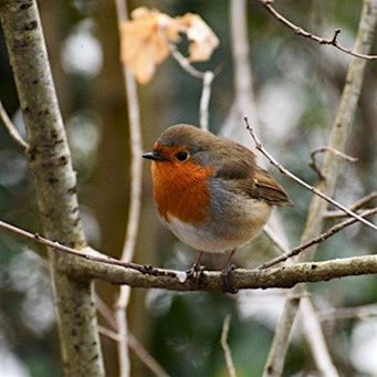 Birds and a Brew December: Festive Feathers - Nature Discovery Centre, Friday 13 December