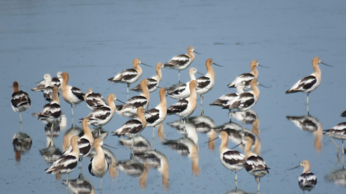 Exploring Delaware Birding Van Trip