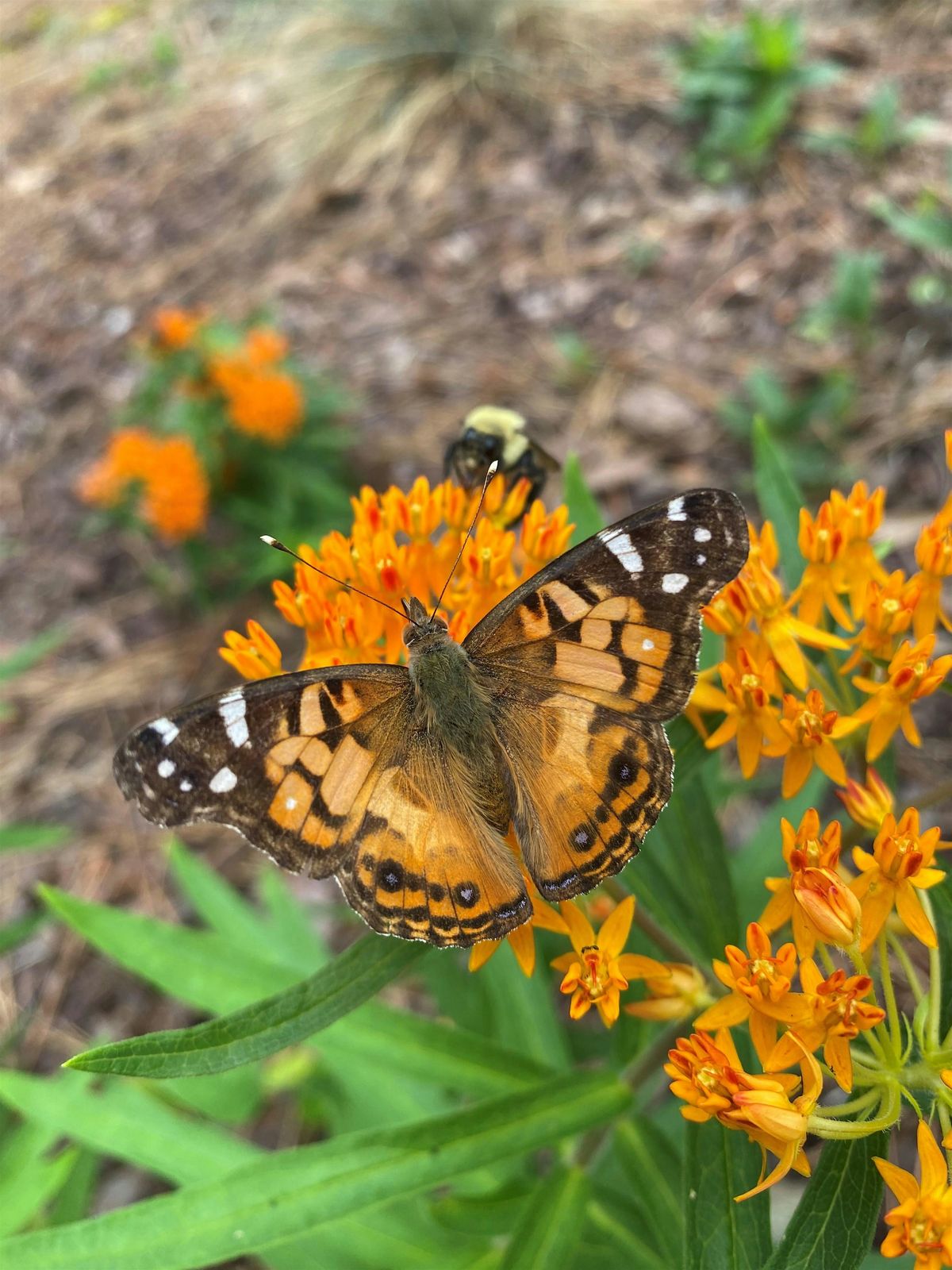 NC Pollinator Conservation Alliance: Pollinator Field Day