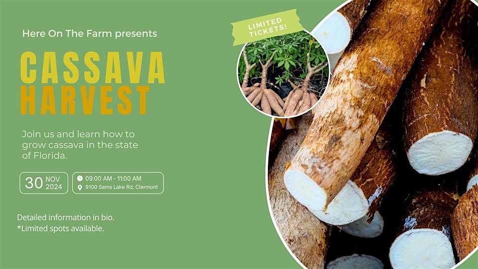 Cassava Harvest