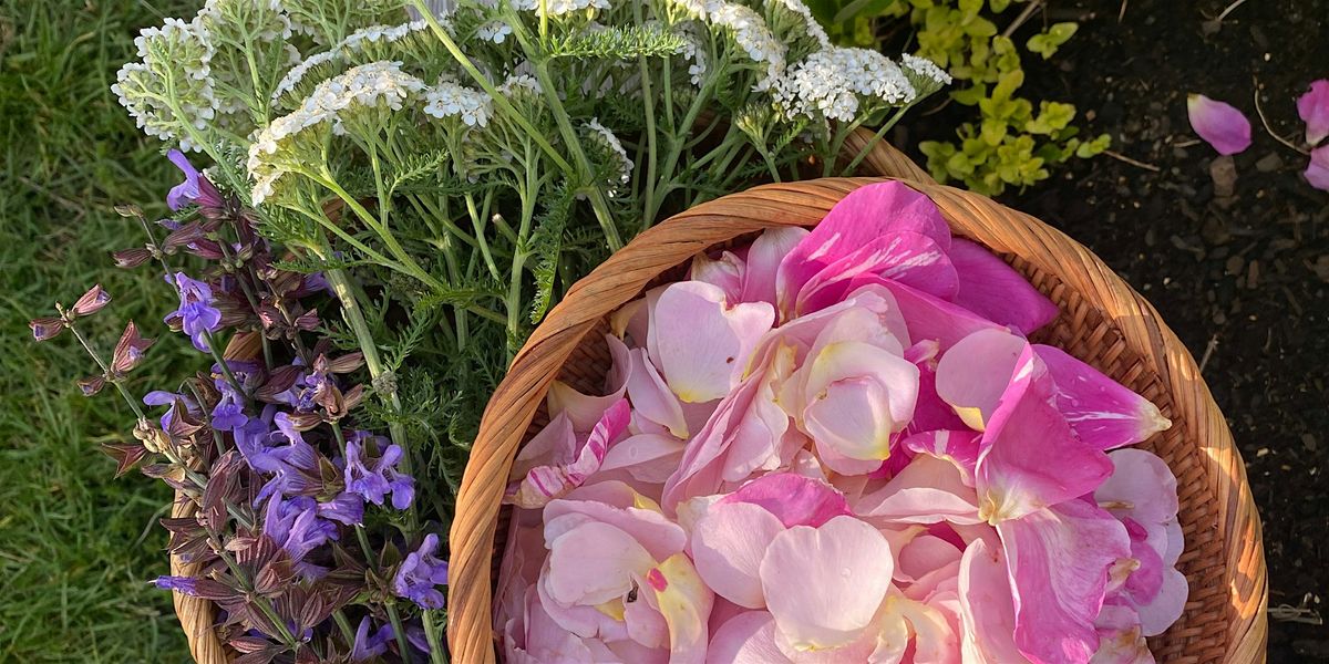 Recipes & Rituals for Community Care: Herbs for Mutual Aid