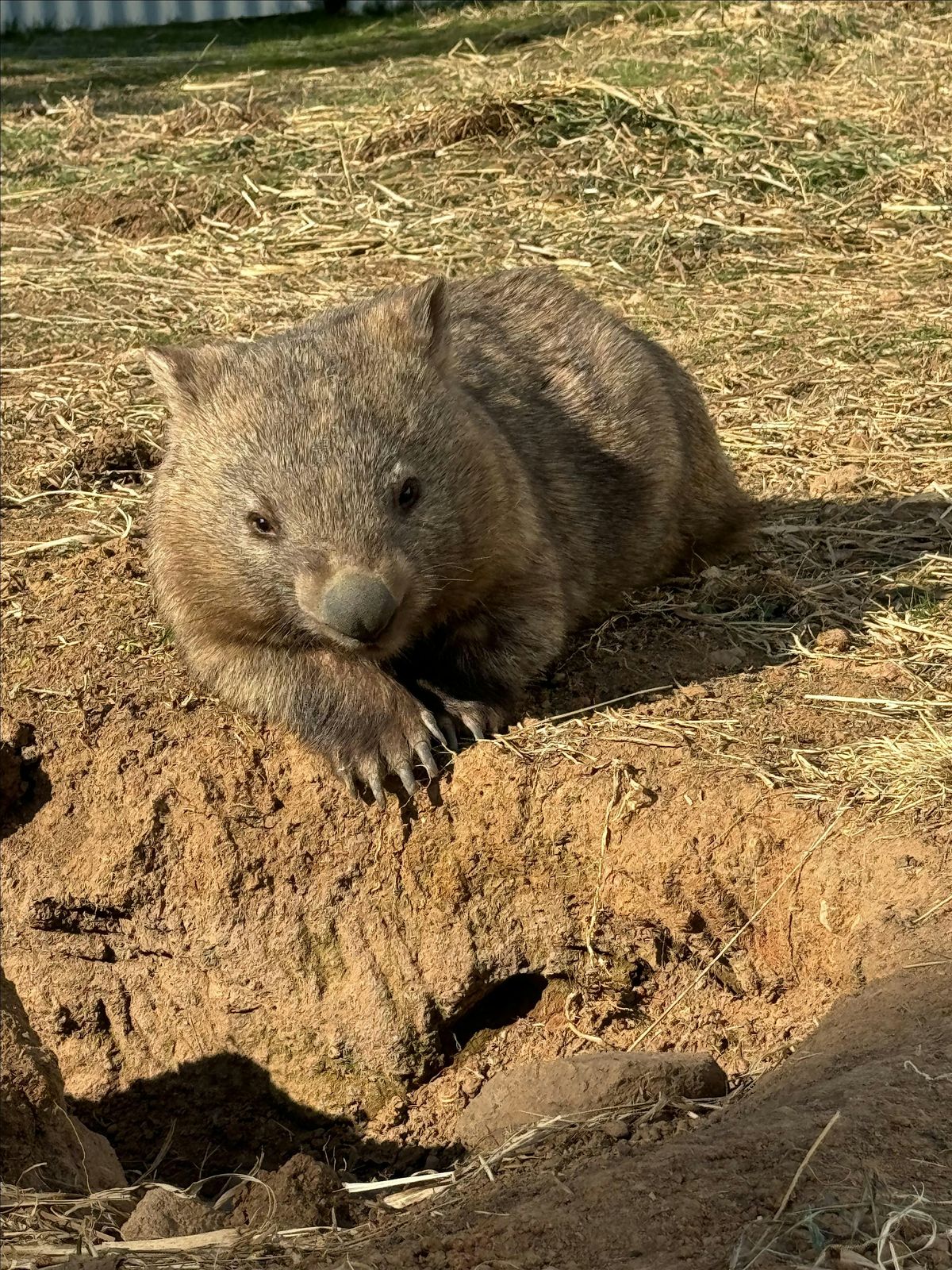 Wombat Carer Course (virtual)