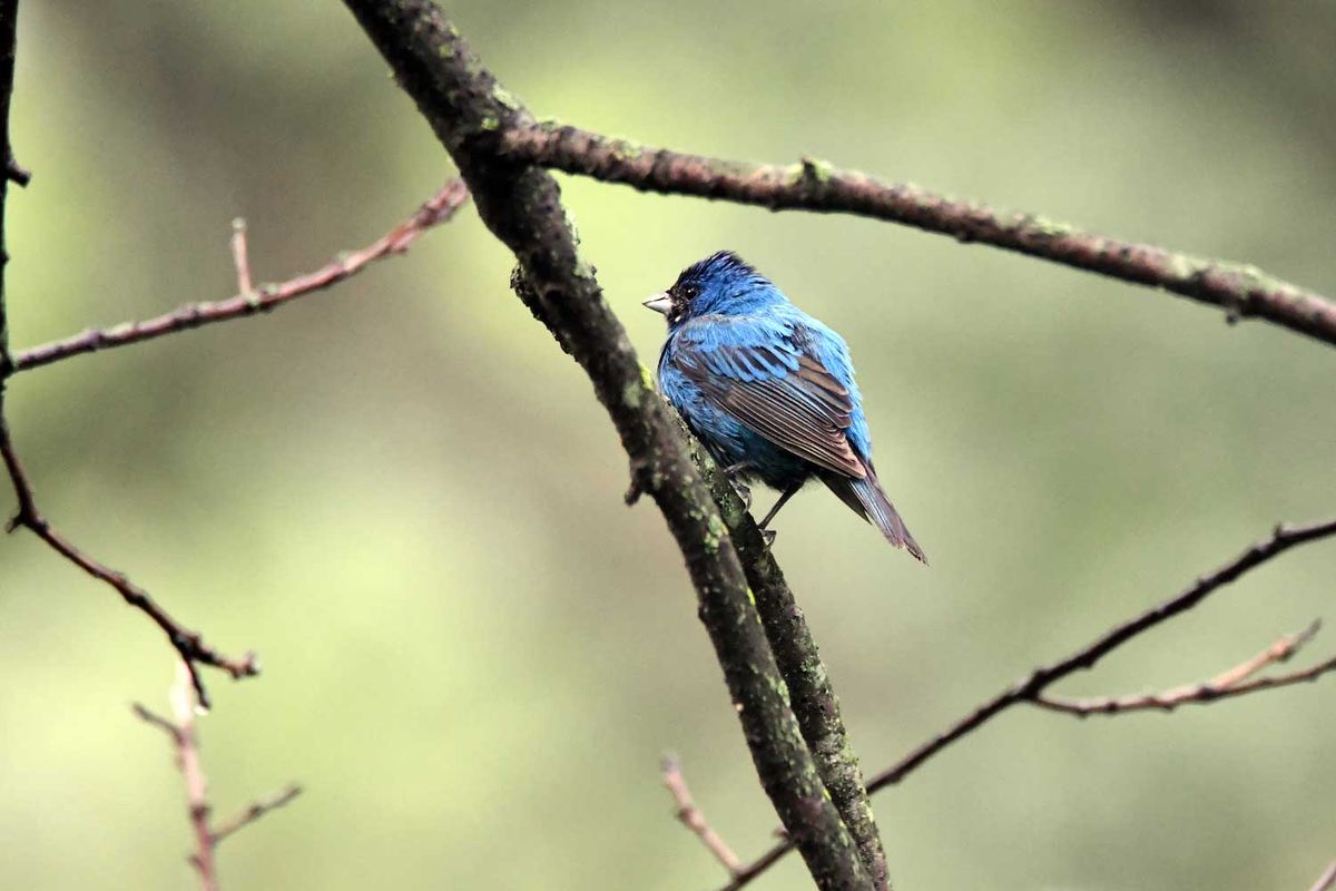 Bird Hike