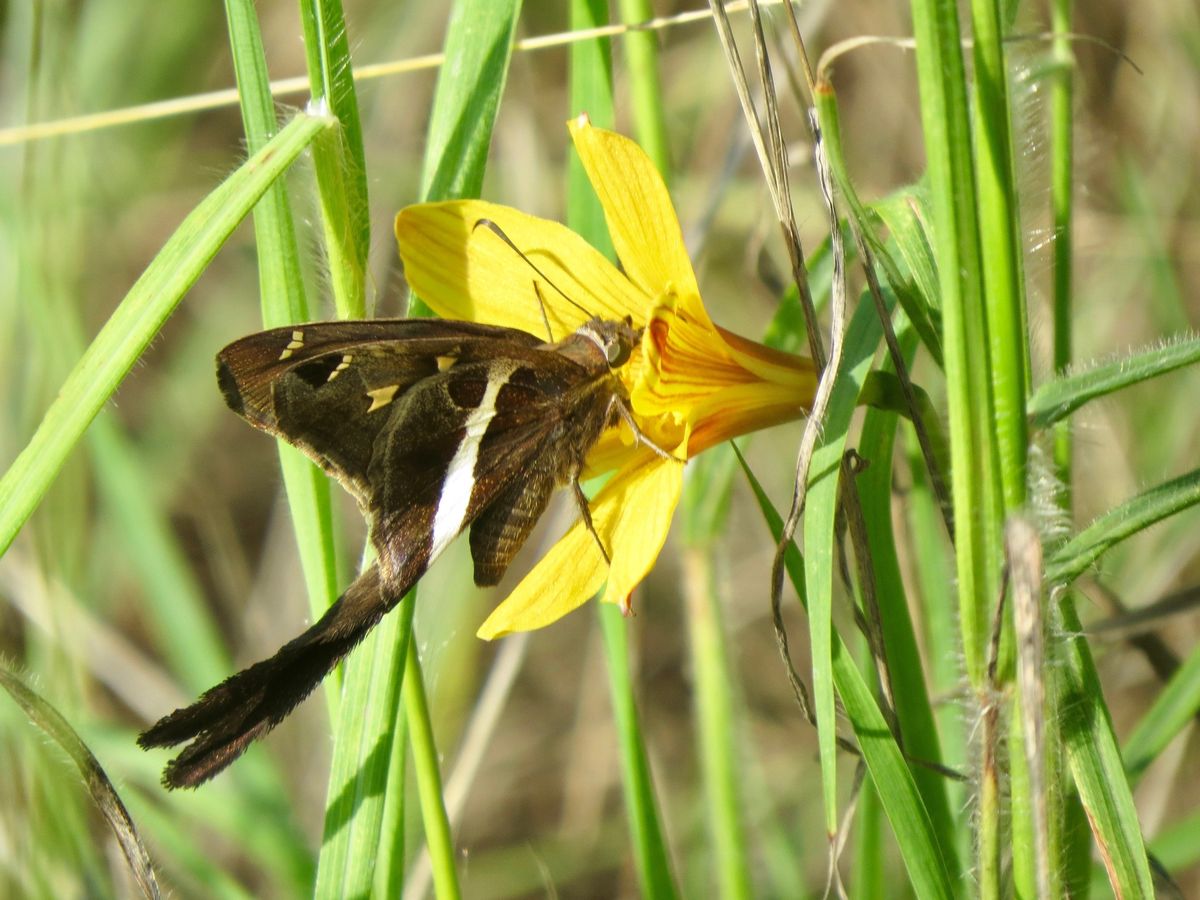 iNaturalist Nature Walk