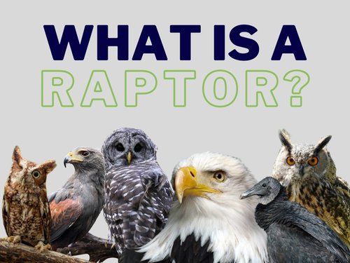 Raptor Hallow Animal Show: "What is a Raptor?"