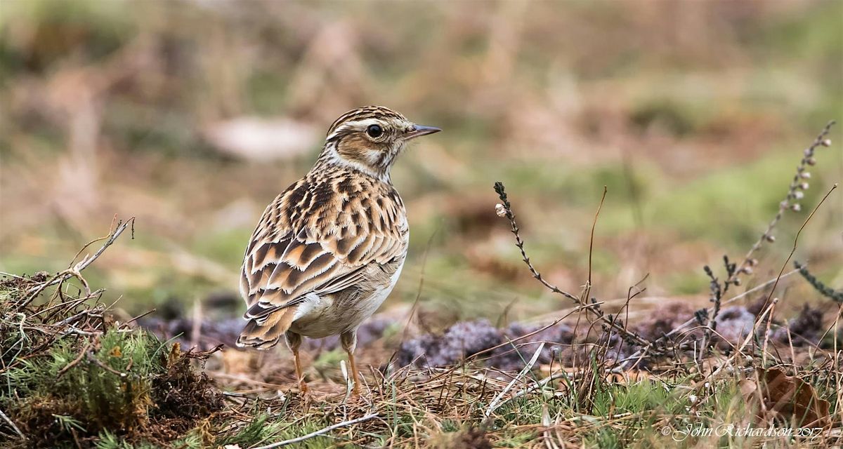 Greenham Common Guided Wildlife Walk