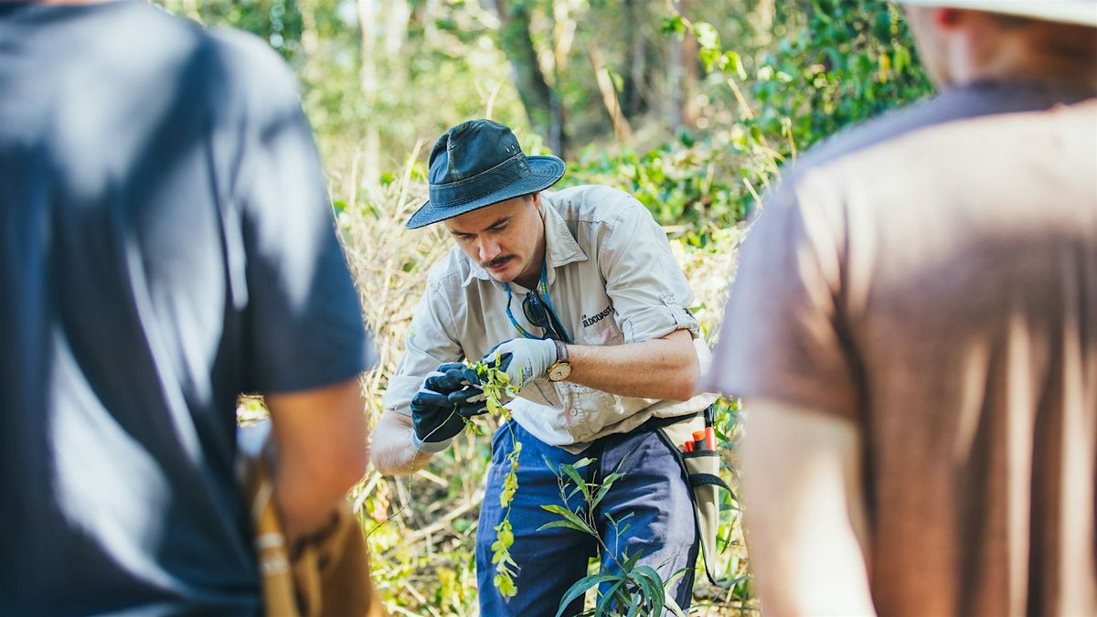 NaturallyGC: Austinville Landcare- Bush Regeneration