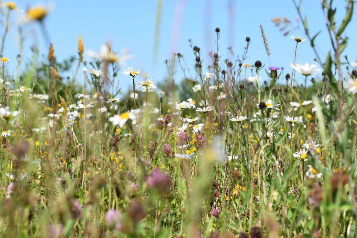 Meadow Creation & Management EWC 2806