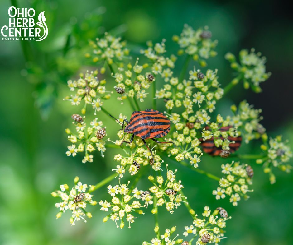 Natural Garden Management