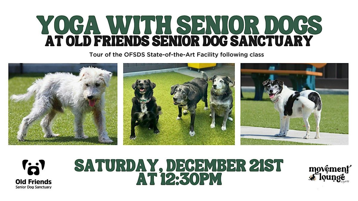 Gentle Yoga with Senior Dogs at Old Friends Sanctuary