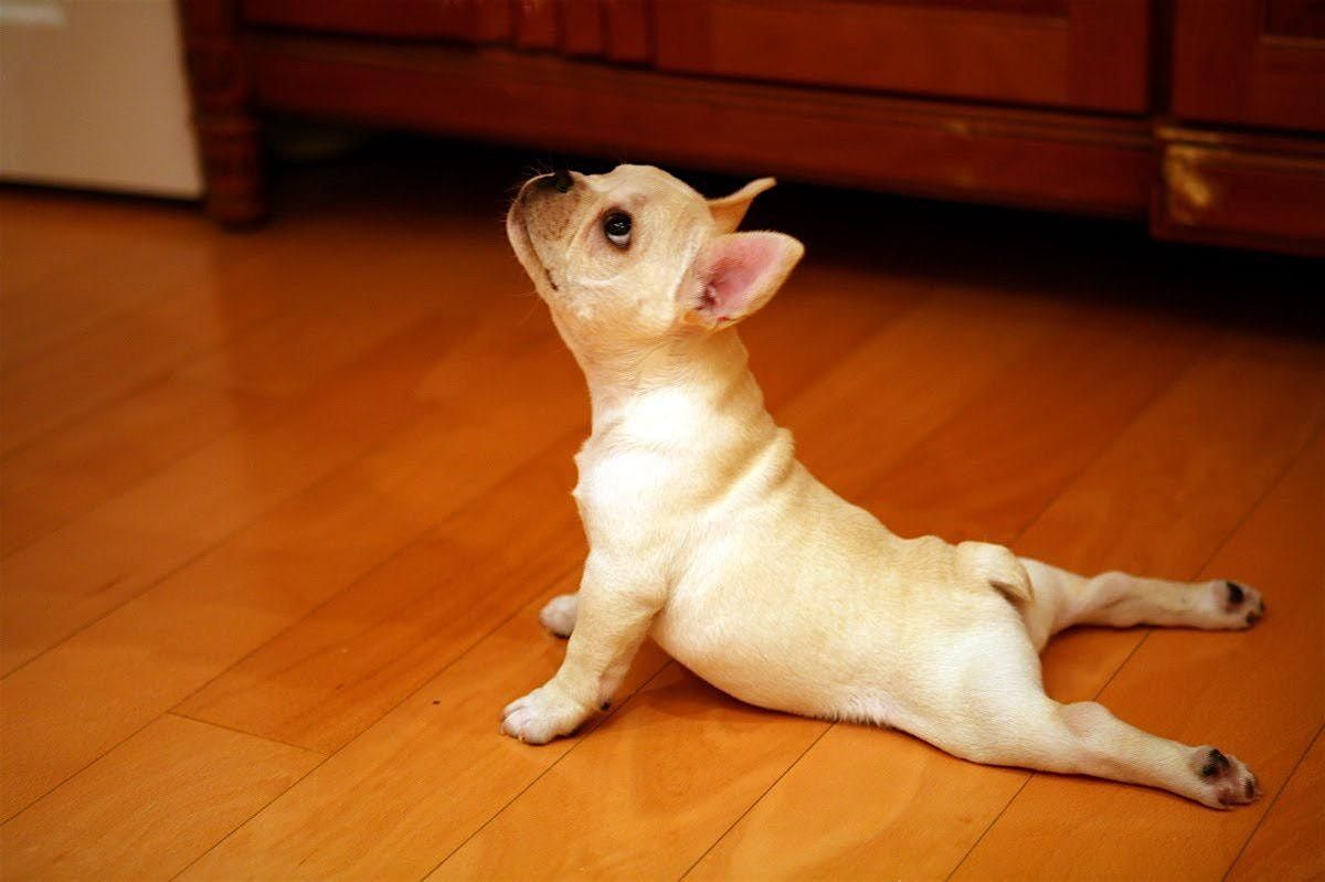 Puppy Yoga in the Park - April 21st at 9:30am