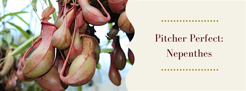 Pitcher Perfect: Nepenthes