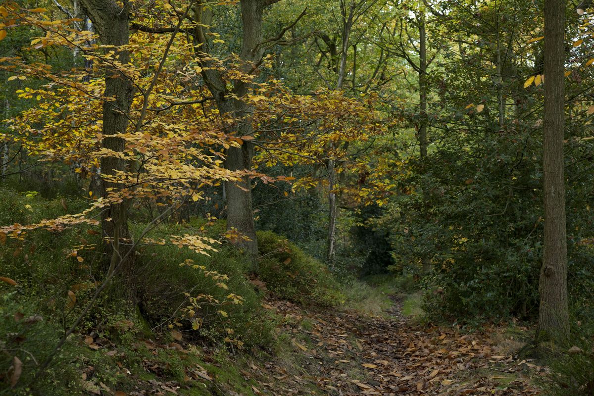 Save Our Woodlands: Cromers Wood Tour