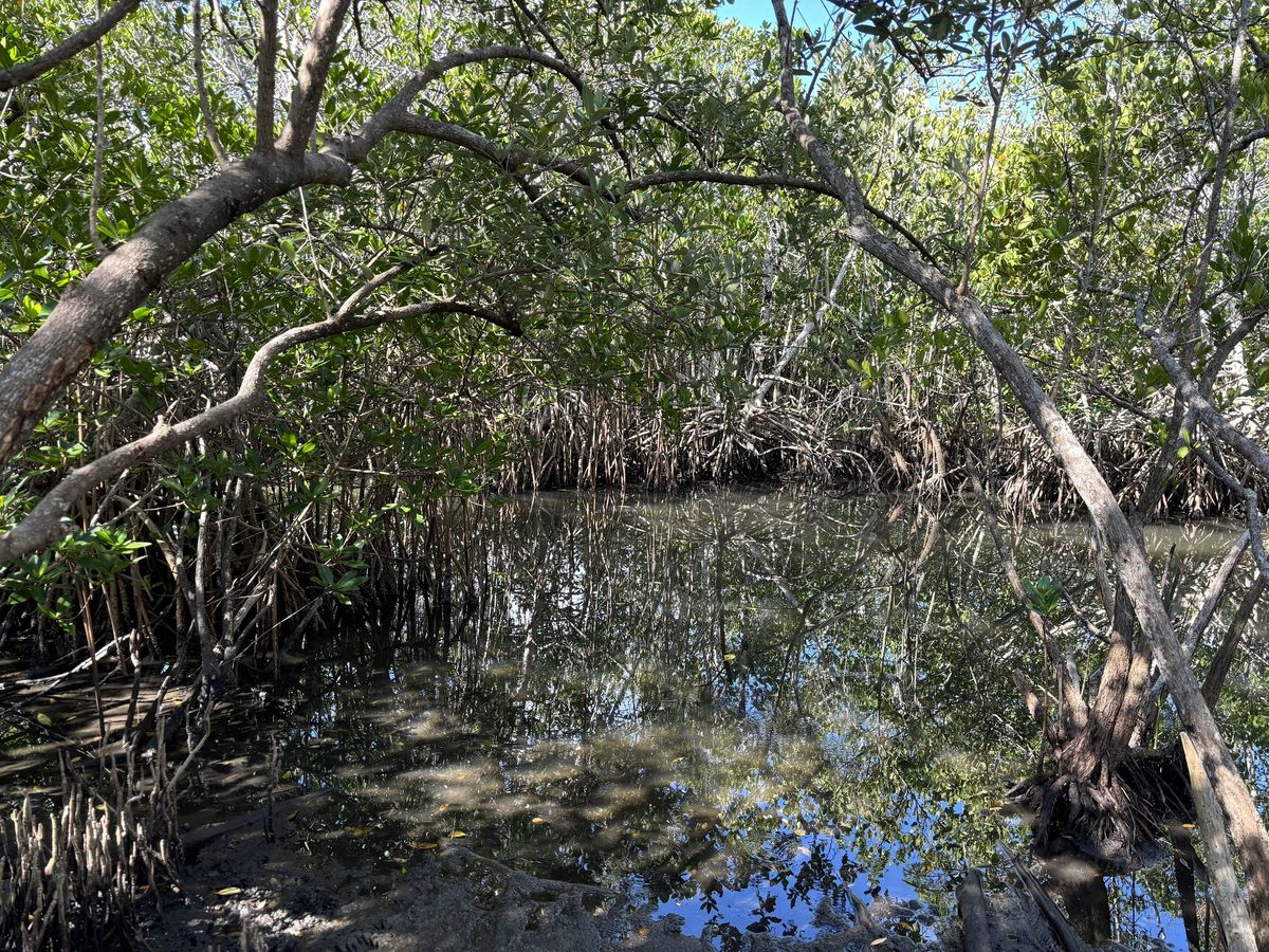 Let's be a good neighbor to the Lagoon