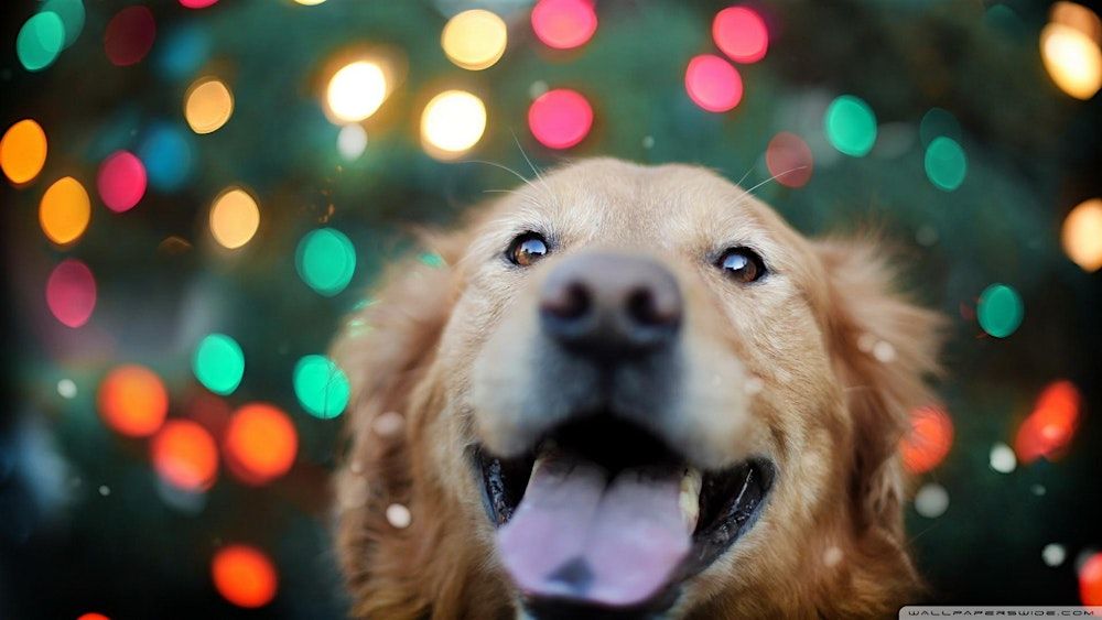 Mixed Mutt Paw & Santa Claus Pics