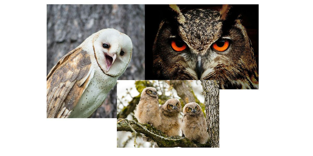 Nature Program: Outstanding Owls with Metroparks!