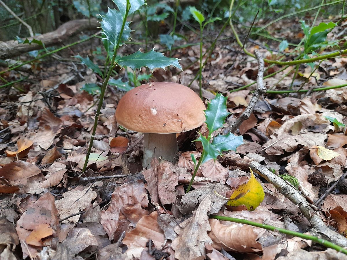 Fungi Identification and Foraging Foray 27\/10\/2024