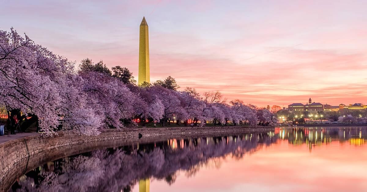 Cherry Blossom Tours of Washington DC in a Tesla with a panoramic roof!