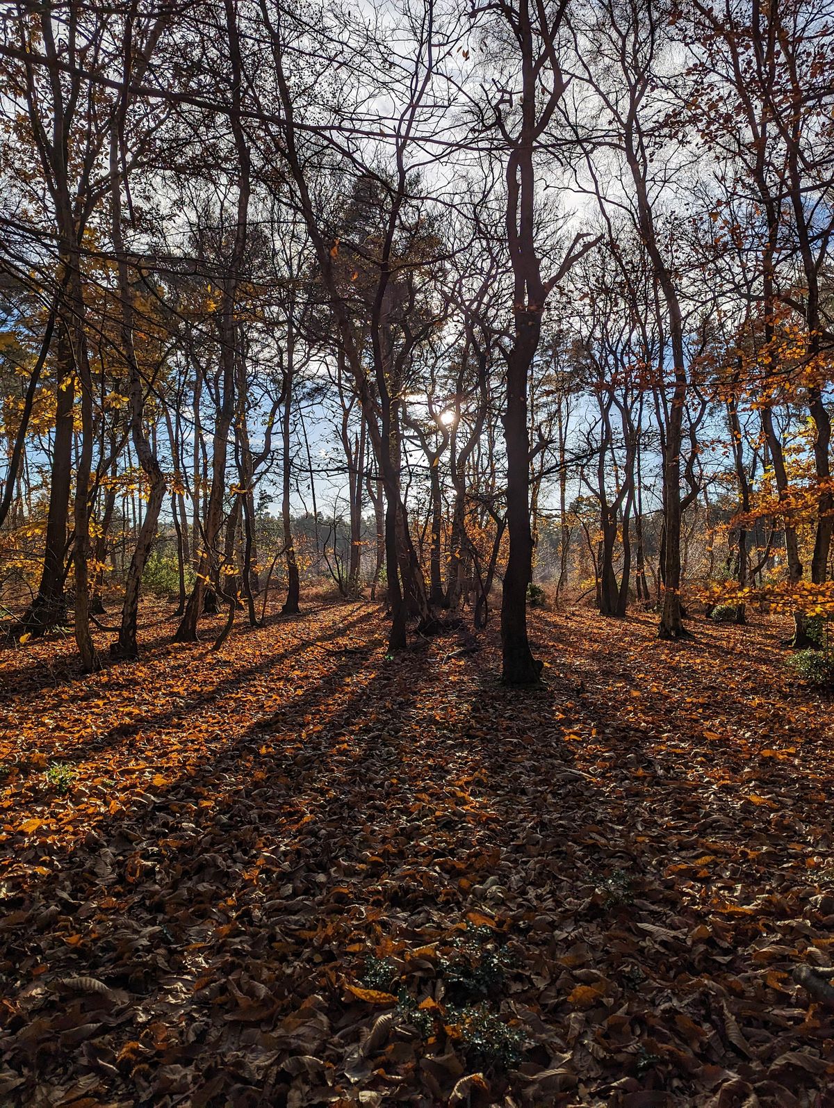 Forest Bathing  at Broadland Country Park