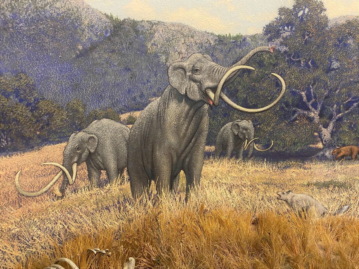 Mastodon Roo Californias Elephants: Mammoths, Mastodons, and the Megafauna ...