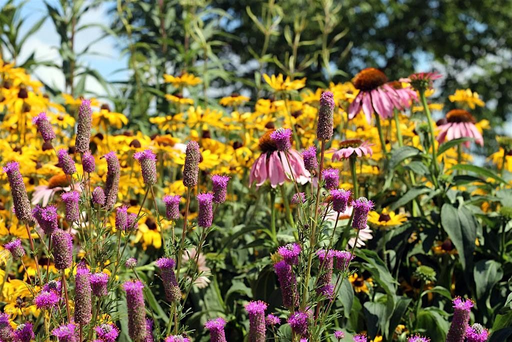 Sandhills Cutflower & Herb Growers' Group Meeting