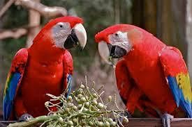 Southeast Exotic Bird Fair Plant City