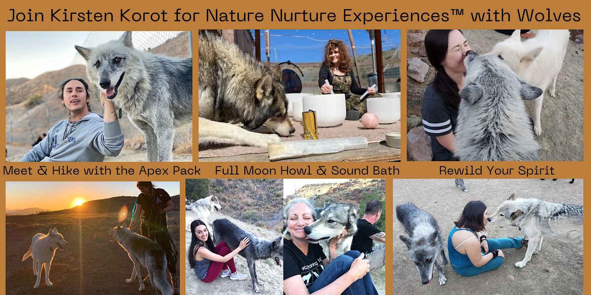 Wolves Bath Nature Nurture Experience with Wolves - Meet the Pack + Hike+ Sound ...