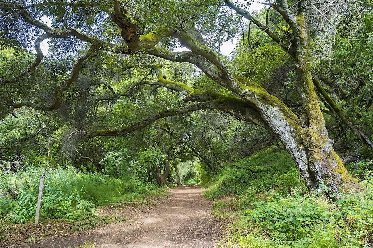 Mindfulness in Nature with Saumitra Kelkar