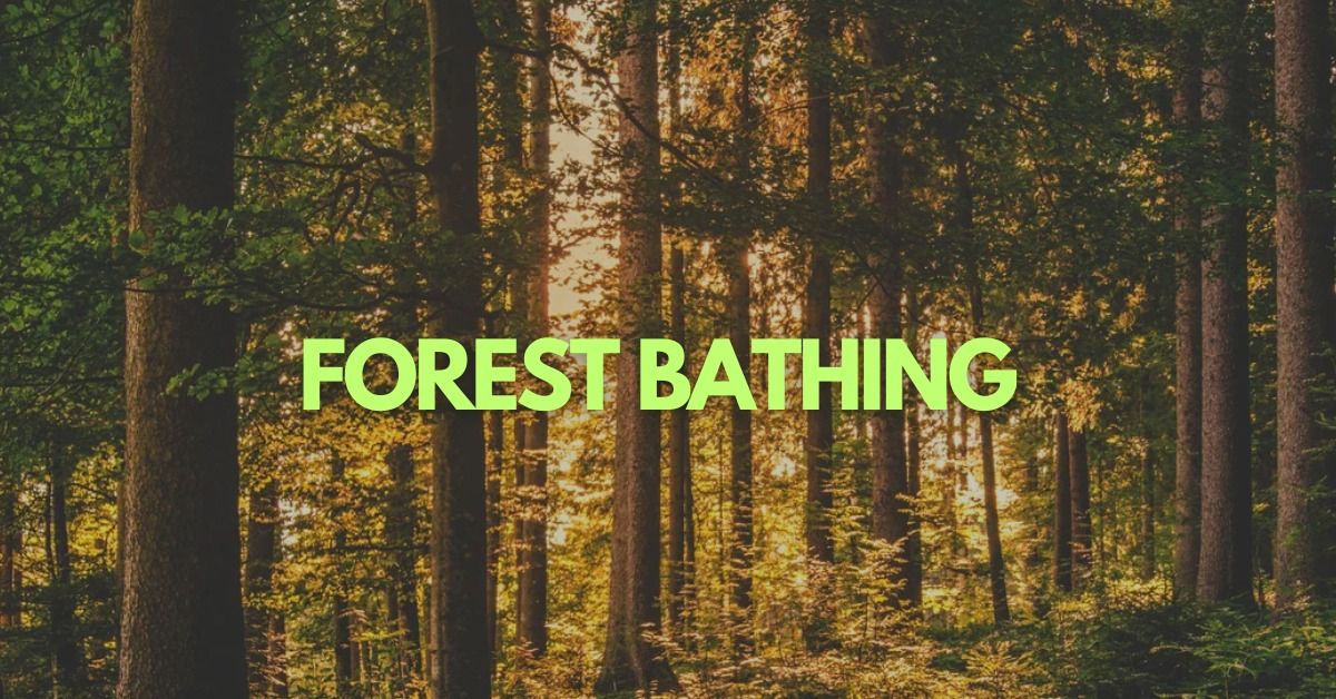 Forest Bathing Nature Program