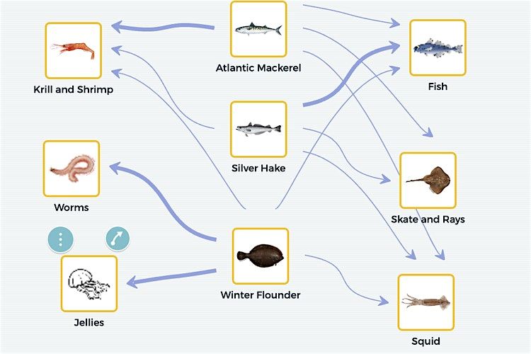 Curriculum Workshop: Predators and Prey in a Warming Gulf of Maine