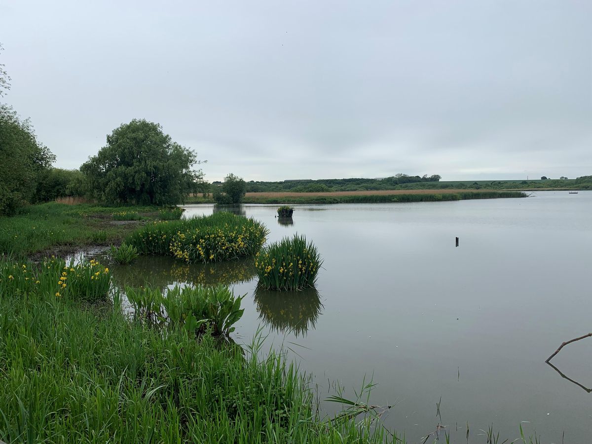 Stodmarsh NNR Guided Walk