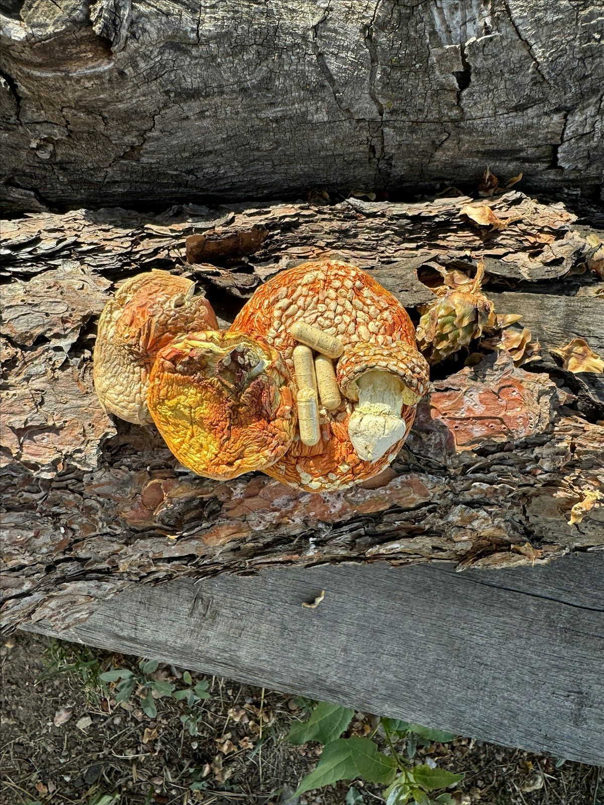 Intro to Amanita Muscaria