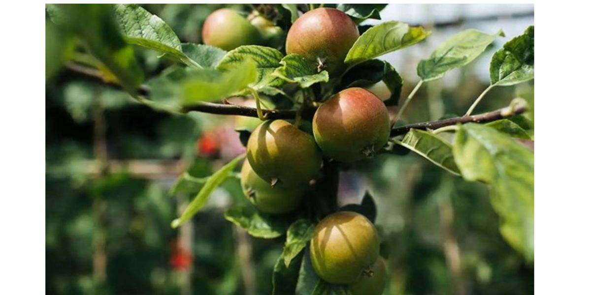 Cider Making and Apple Tasting