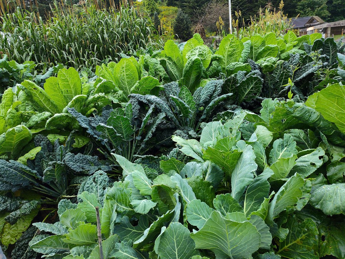 Family Harvest Season Plant Part-y!