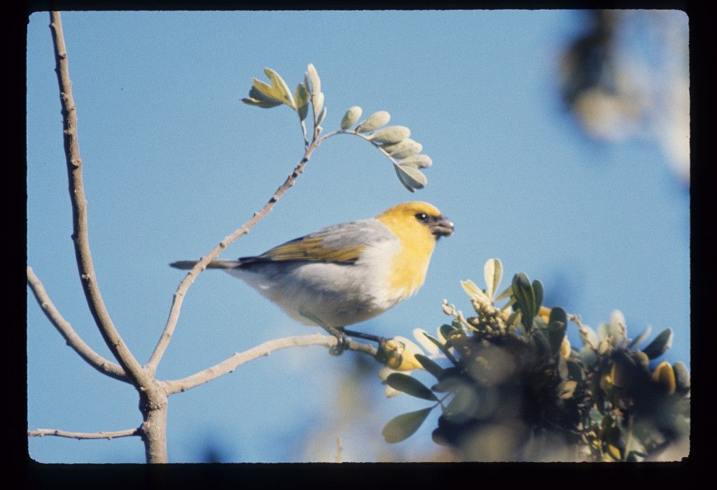 Belonging on an Island: Birds, Extinction, and Evolution in Hawai\u2019i