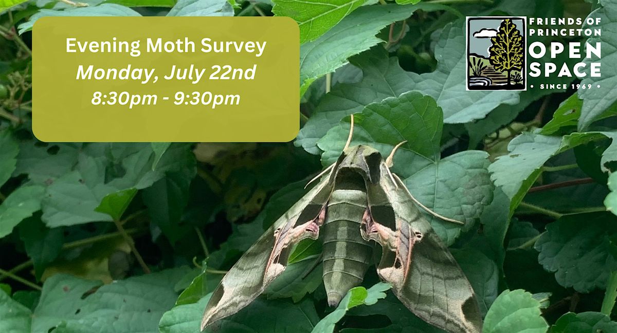 Evening Moth Survey \/\/  7.22.24