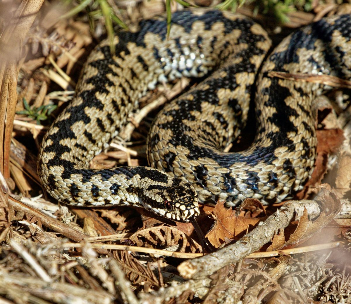 Adder Walk at Porthkerry