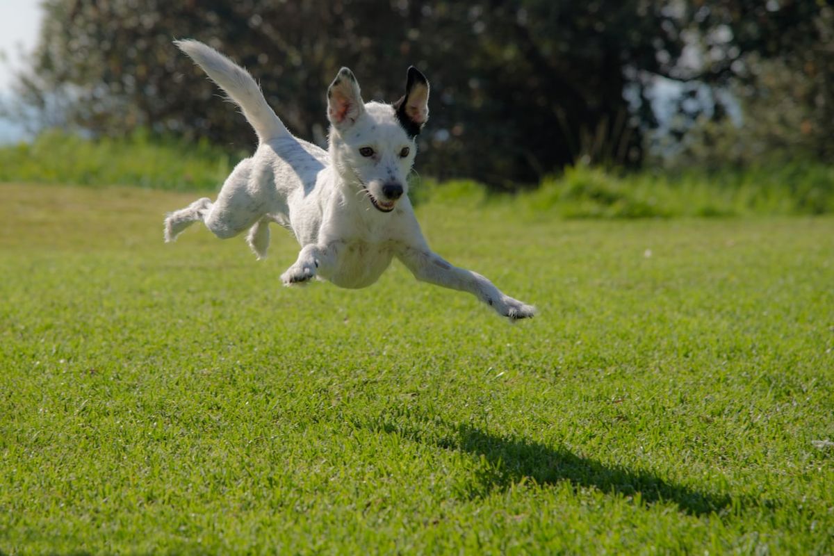 ? Have a Go Dog Agility & Games Fun Day! ?