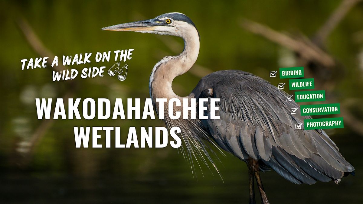 Birding at Wakodahatchee Wetlands