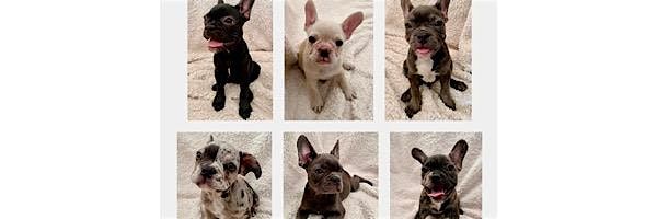 Play, Cuddle and Have Fun with ADORABLE FRENCHIES. Enjoy a free Drink