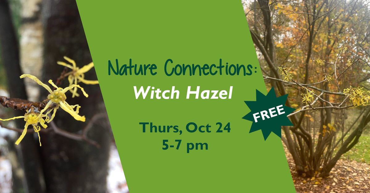 Nature Connection Series: Witch Hazel