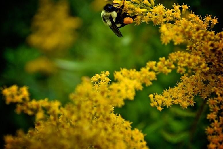 SEMSEM\u00cdYE: Indigenous Pollinator Stories