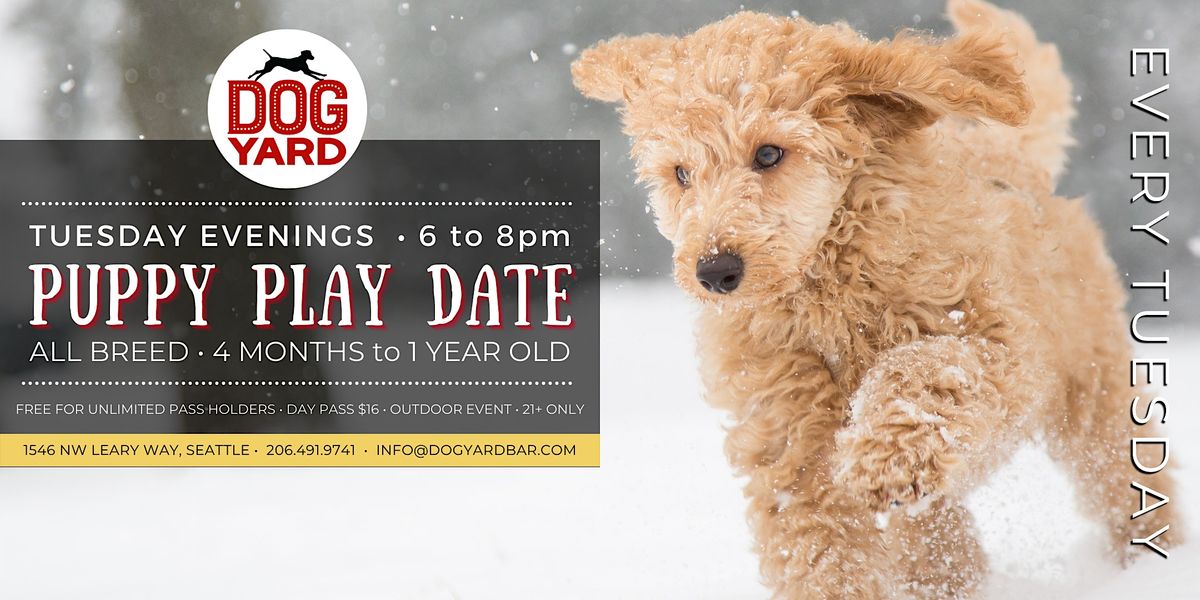 Seattle Puppy Play Time at the Dog Yard in Ballard - Tuesday, February 7