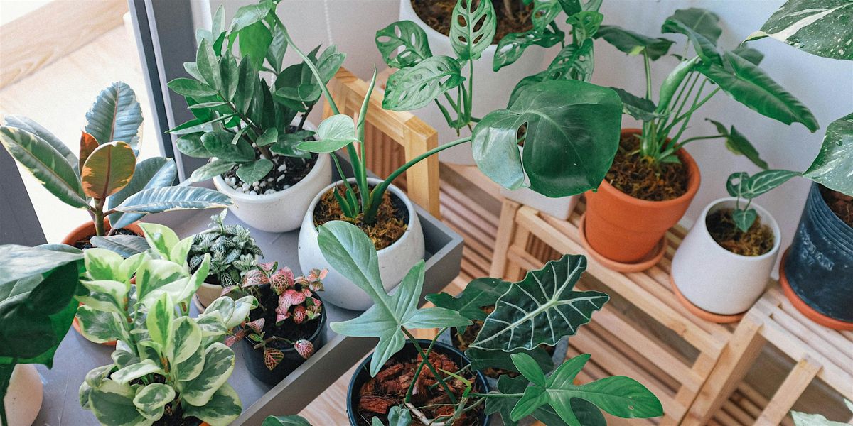 Create your first indoor plant haven: winter care edition-Woodcroft