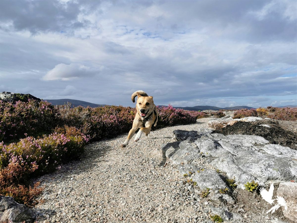 Echoing Heath - Guided Walk Exploring History and Lore, from Kingussie (3h)