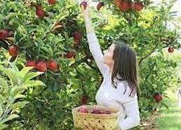Hudson Valley Fall Fun Day: Culinary Institute\/Apple Picking\/Hudson Walkway