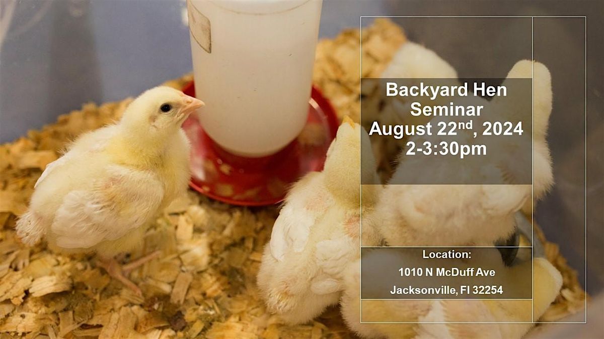 August Backyard Hen Training