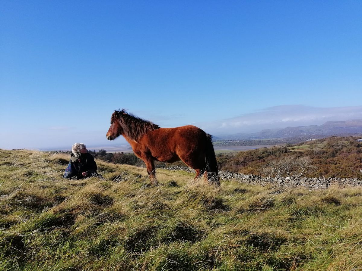 Meditation with the horses