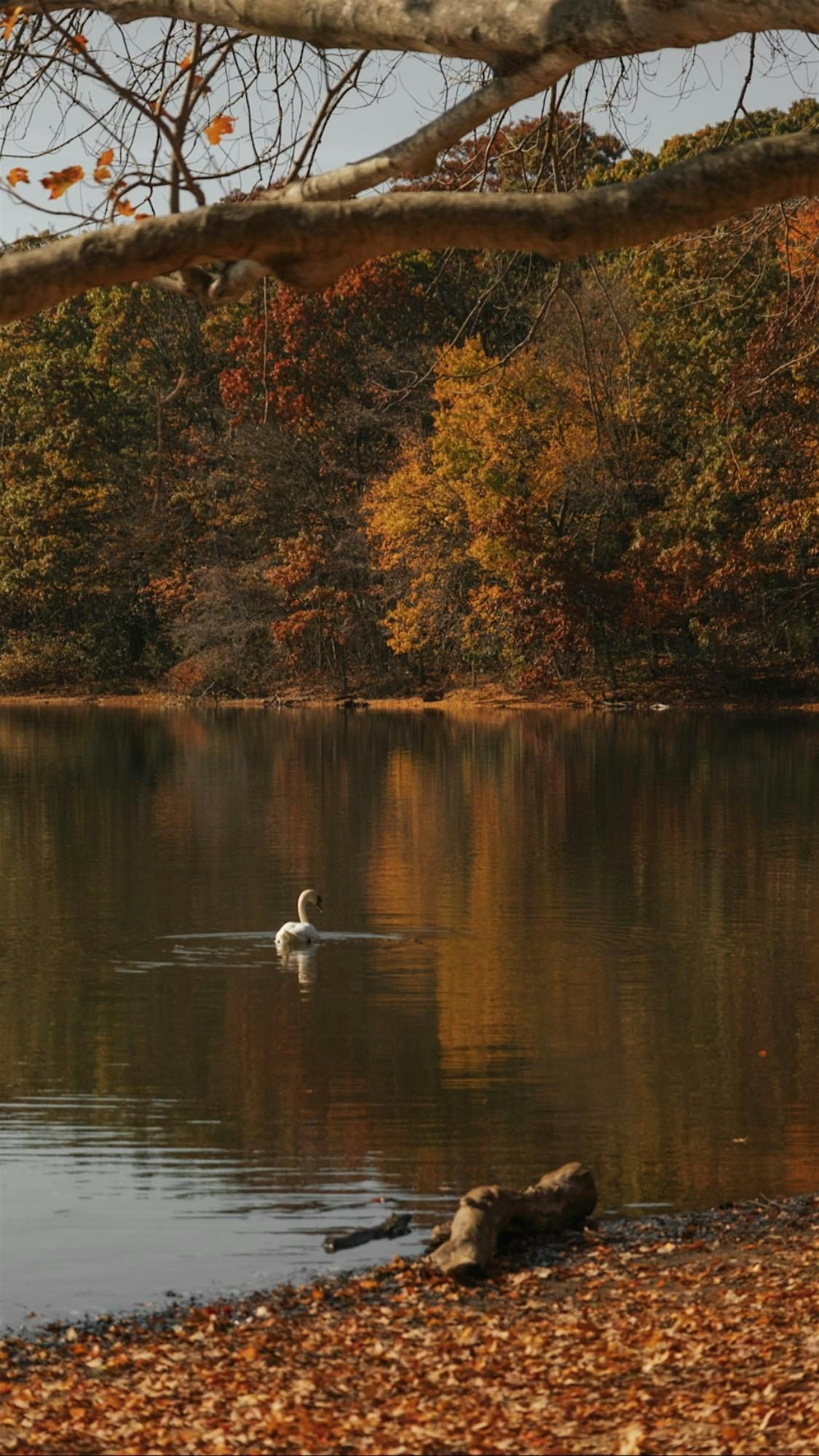 Autumnal Magic - Forest Bathing Walk & Watercolor Meditation