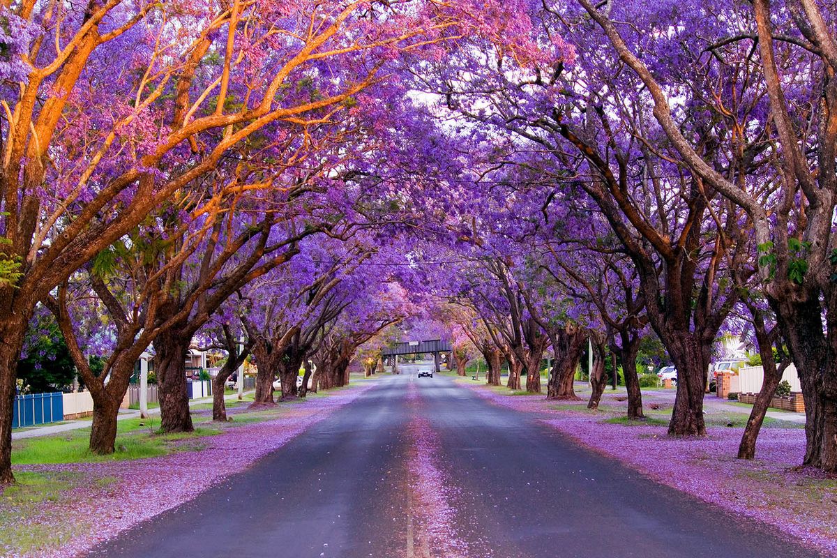 JACARANDA FESTIVAL (GRAFTON)